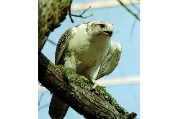 Фотография НП «Югыд ва» 4