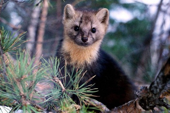 Фотография Заповедник «Байкальский» 2