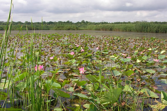 Фотография Заказник «Самурский» 4
