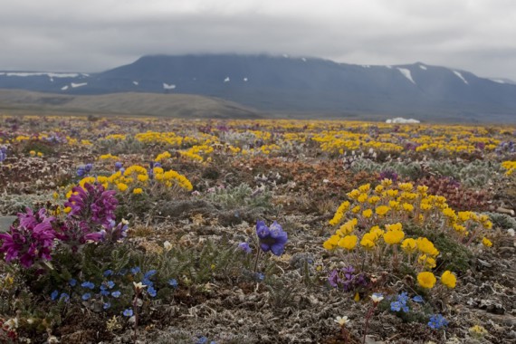 Фотография Остров Врангеля 4