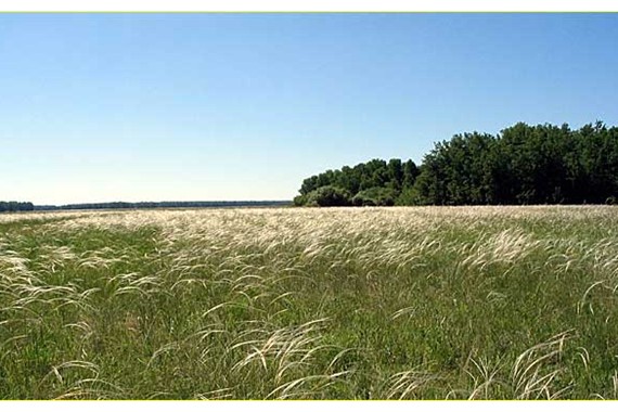 Фотография Андреевский сосновый бор 0