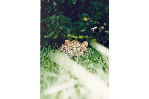 Фотография Национальный парк «Сочинский» 2