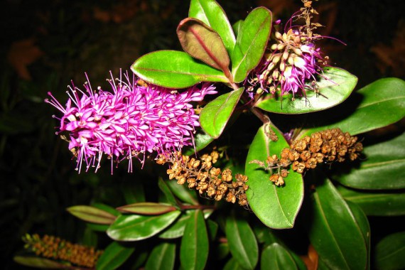 Фотография Ботанический сад 1