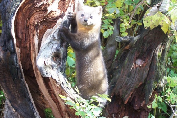 Фотография Заказник Кабанский 0