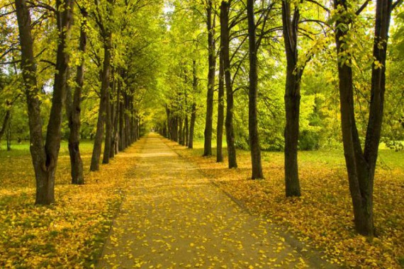 Фотография Музей-заповедник «Тарханы» 4