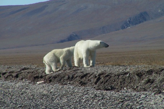 Фотография Остров Врангеля 1