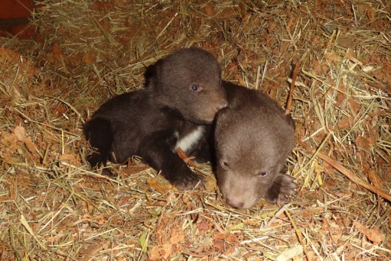 Фотография Зоопарк 8