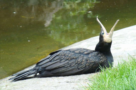 Фотография Зоопарк 5