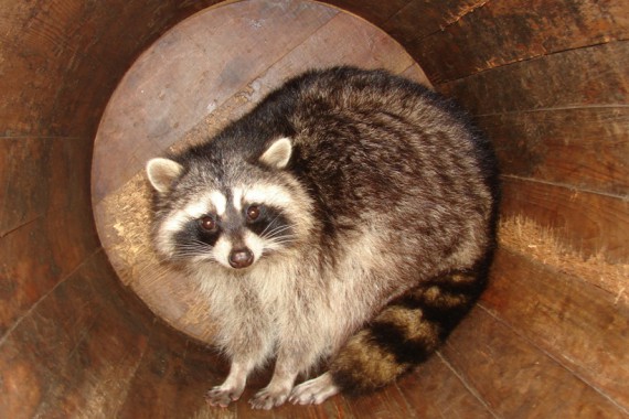 Фотография Зоопарк 10