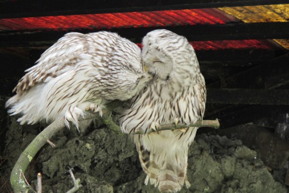 Фотография Зоопарк 12