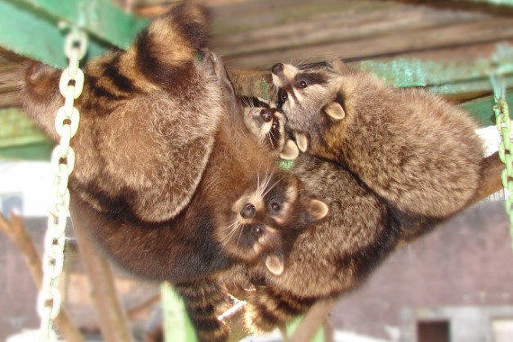 Фотография Зоопарк 11