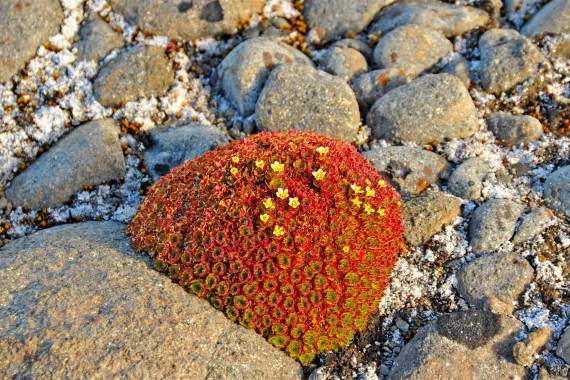 Фотография Парк «Русская Арктика» 2