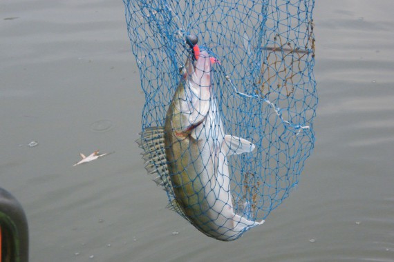 Фотография Рыболовно-охотничья база «Зеленый берег» 7