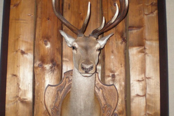 Фотография Еланский краеведческий музей 11