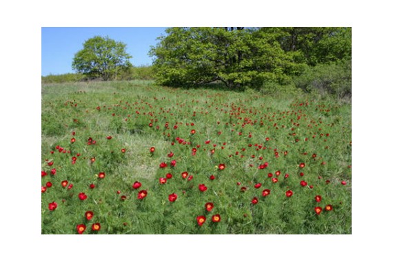 Фотография Природный парк «Нижнехоперский» 10