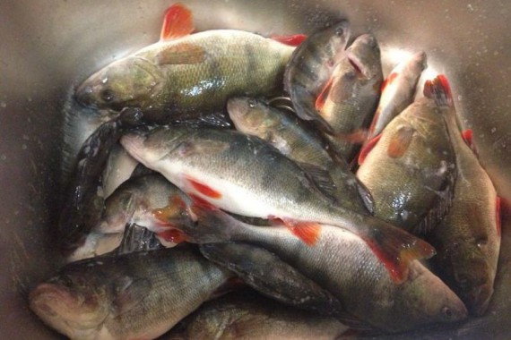 Фотография База отдыха «Черкасово» 17