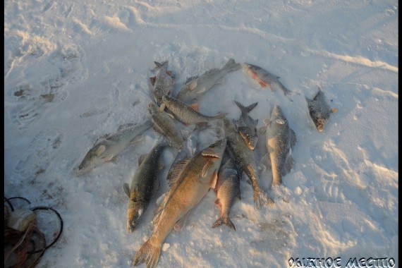 Фотография База отдыха «Рыбное место» 13