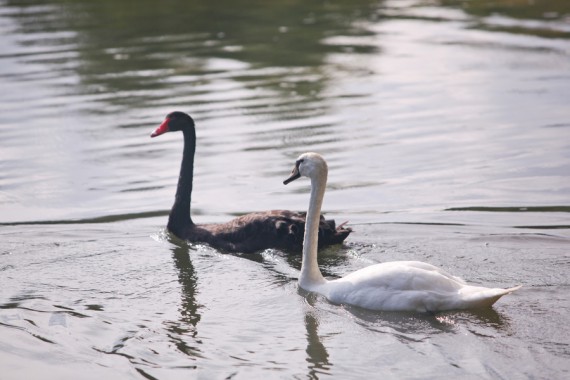 Фотография Загородный отель «Солнечный» Park Hotel & SPA 32