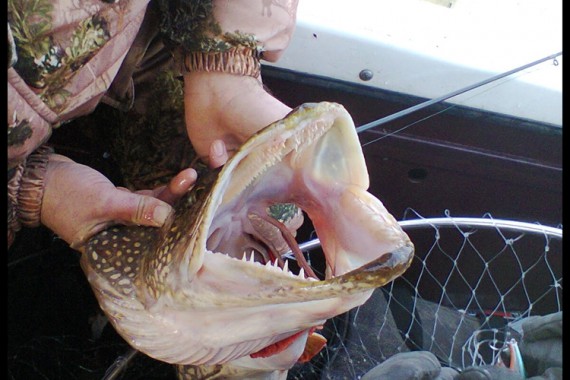 Фотография База отдыха «Рыбное место» 20