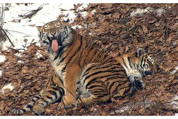 Фотография Приморский сафари-парк 3