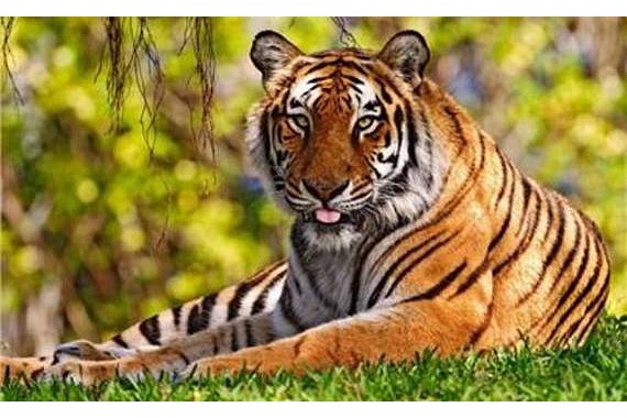 Фотография Приморский сафари-парк 2