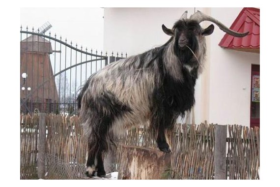 Фотография Музей козла 0