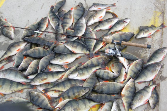 Фотография Рыболовно-охотничья база «Розовый фламинго» 8