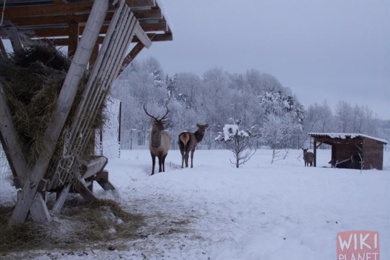 Фотография База отдыха Черные камни 9