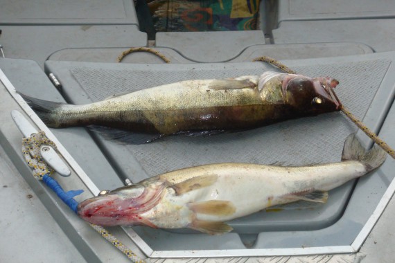 Фотография База отдыха «Астраханская» 11