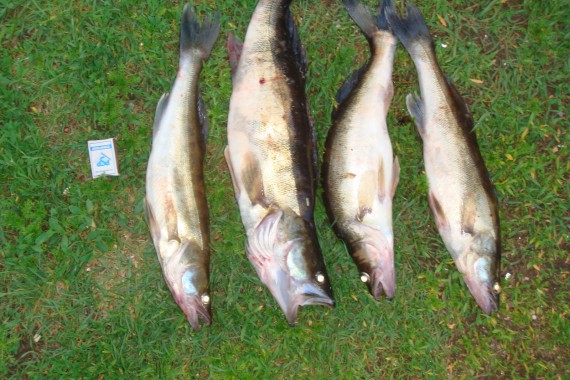 Фотография База отдыха «Астраханская» 9