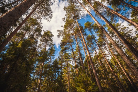 Фотография Ярославское взморье 65