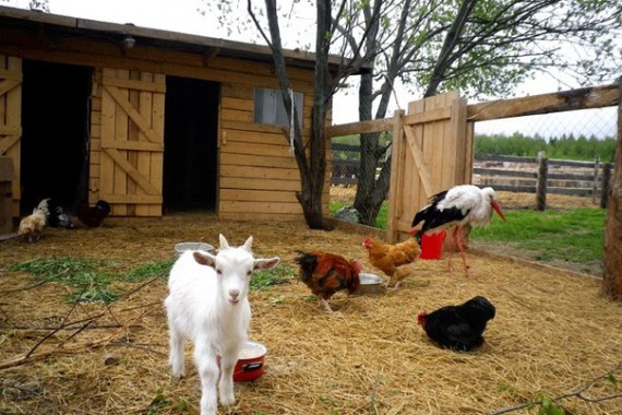 Фотография КСК «Баллада» 0