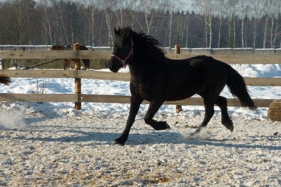 Фотография КСК «Баллада» 1