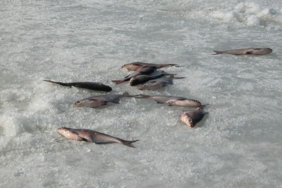 Фотография База отдыха «Астраханская» 33