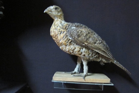 Фотография Весьегонский краеведческий музей 6