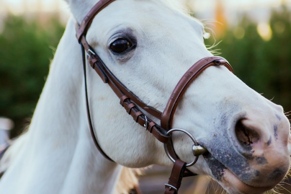 Фотография Санаторий «Дубки» 16