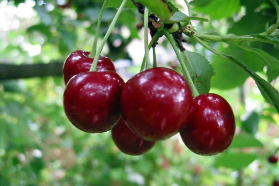 Фотография Жигулёвская вишня 0