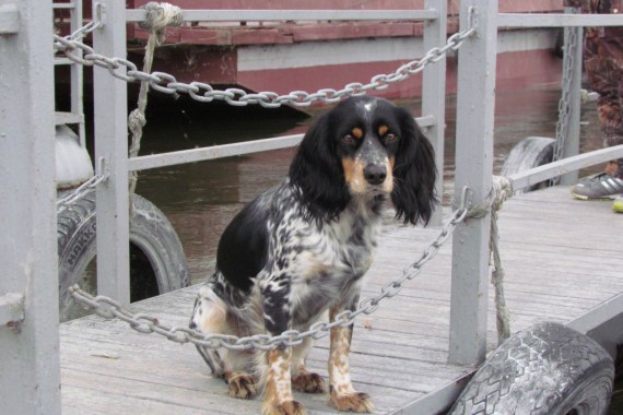 Фотография Рыболовно-охотничья база «Волга-Каспий 2009» 16