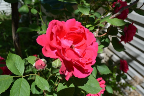 Фотография Рыболовно-охотничья база «Волга-Каспий 2009» 6