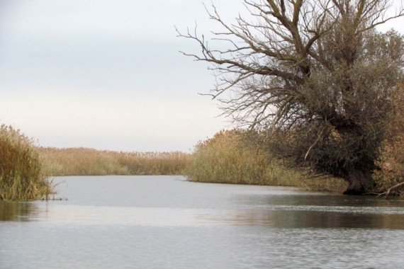 Фотография Рыболовно-охотничья база «Волга-Каспий 2009» 19