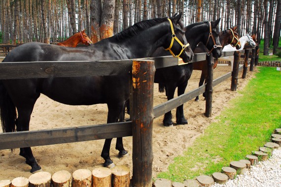 Фотография Парк-отель «Русский» 20