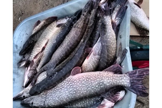 Фотография Рыболовно-охотничья база «Фишинг Холл» 1