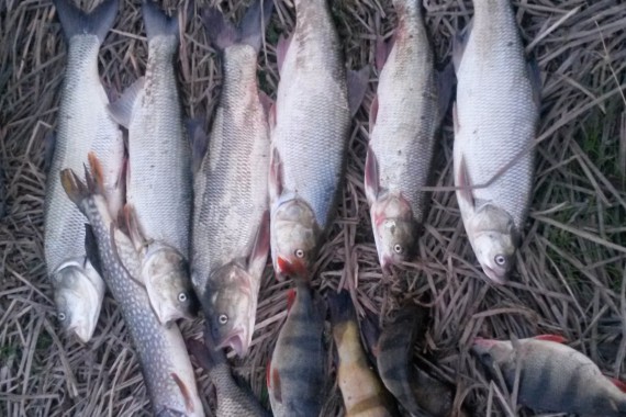 Фотография Рыболовно-охотничья база «Фишинг Холл» 11