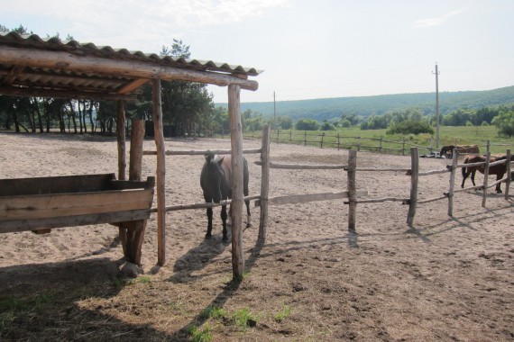 Фотография Казачий стан «Сосновое» 2