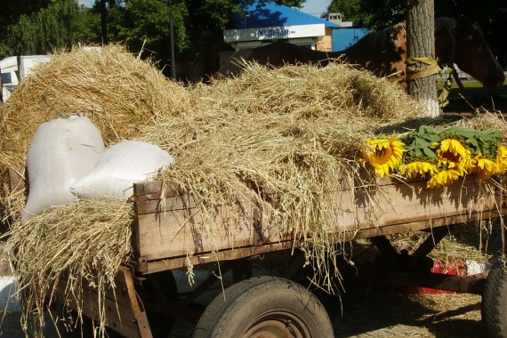 Фотография Фестиваль «Пир на весь мир» 17