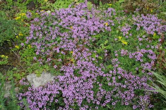 Фотография Ботанический сад им.Г.Демидова 3