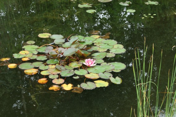 Фотография Ботанический сад им.Г.Демидова 5