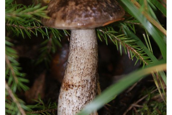 Фотография Рыболовно-охотничья база «Ухра» 13