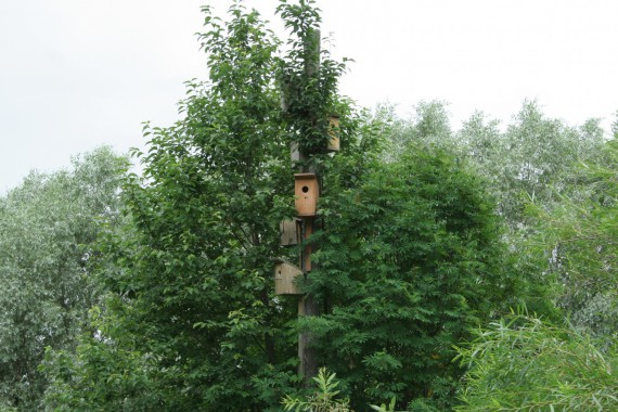 Фотография Ботанический сад им.Г.Демидова 14