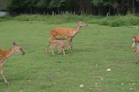 Фотография Рыболовно-охотничья база «Ухра» 31